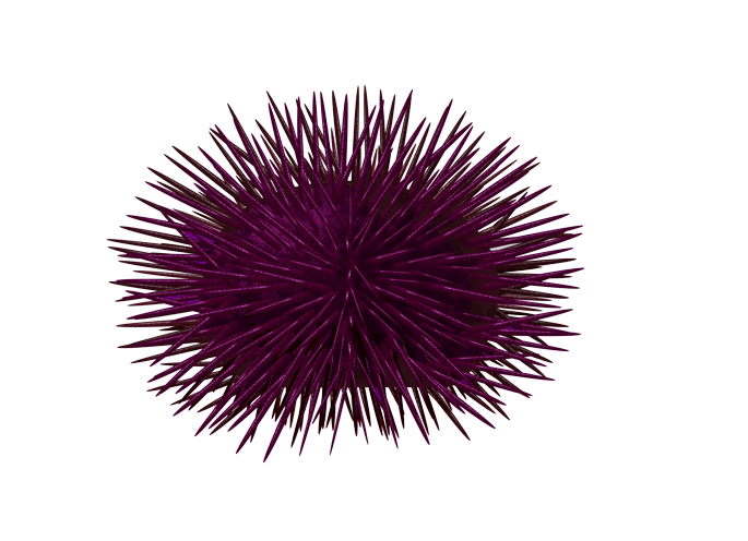 Oursin violet