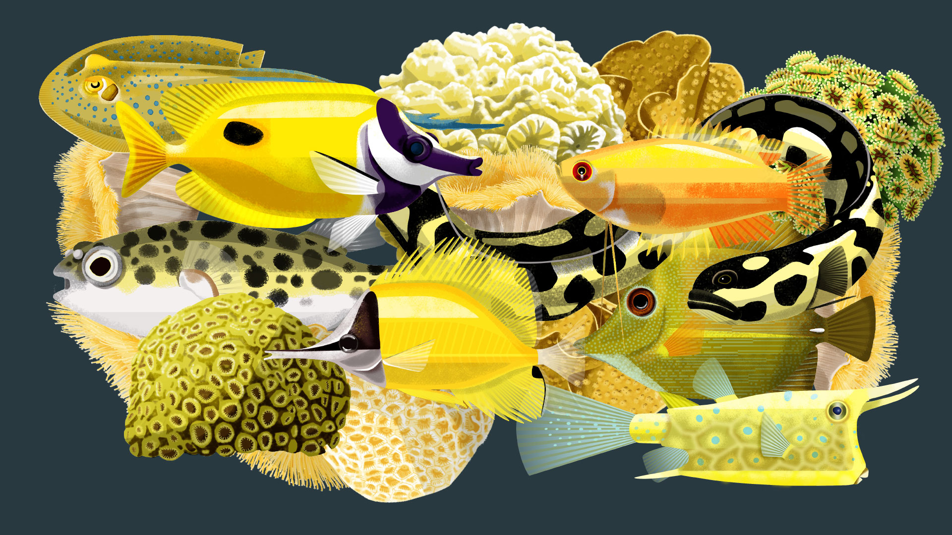 Illustration de Philippe Tytgat, groupe d'espèces aquatiques