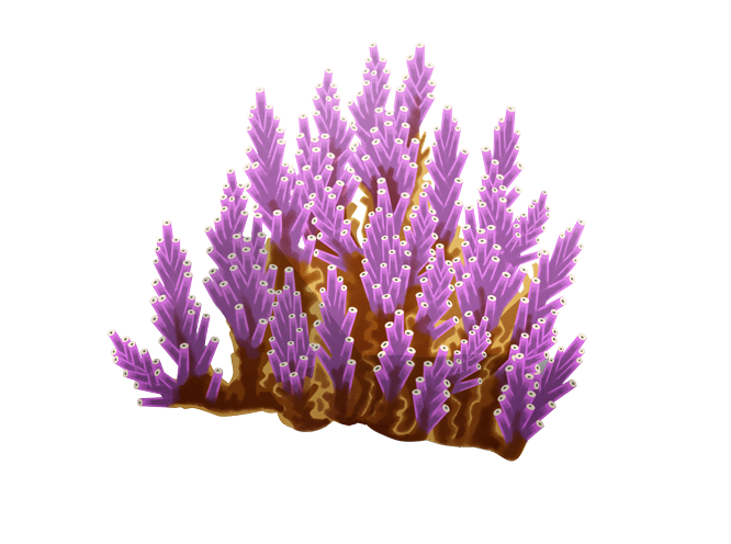 Acropora à pointes violettes
