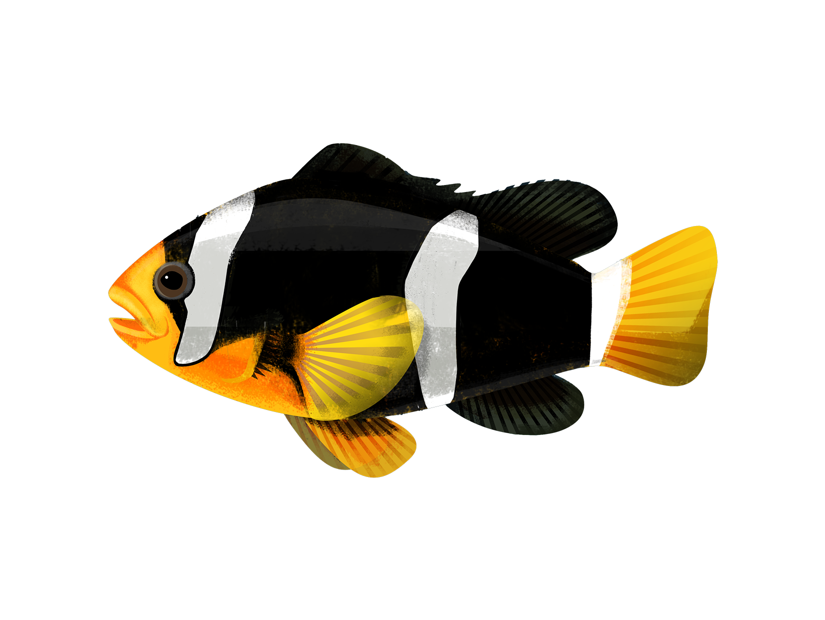 Poisson clown de Clark