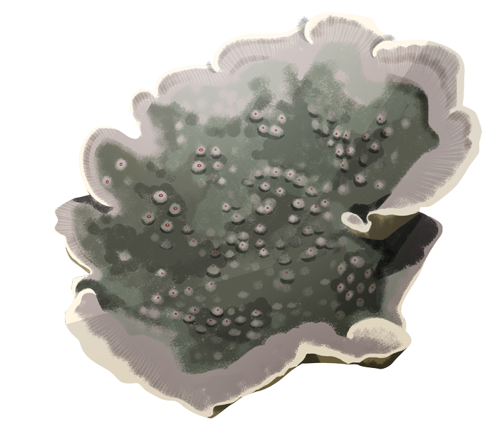 Échinopora
