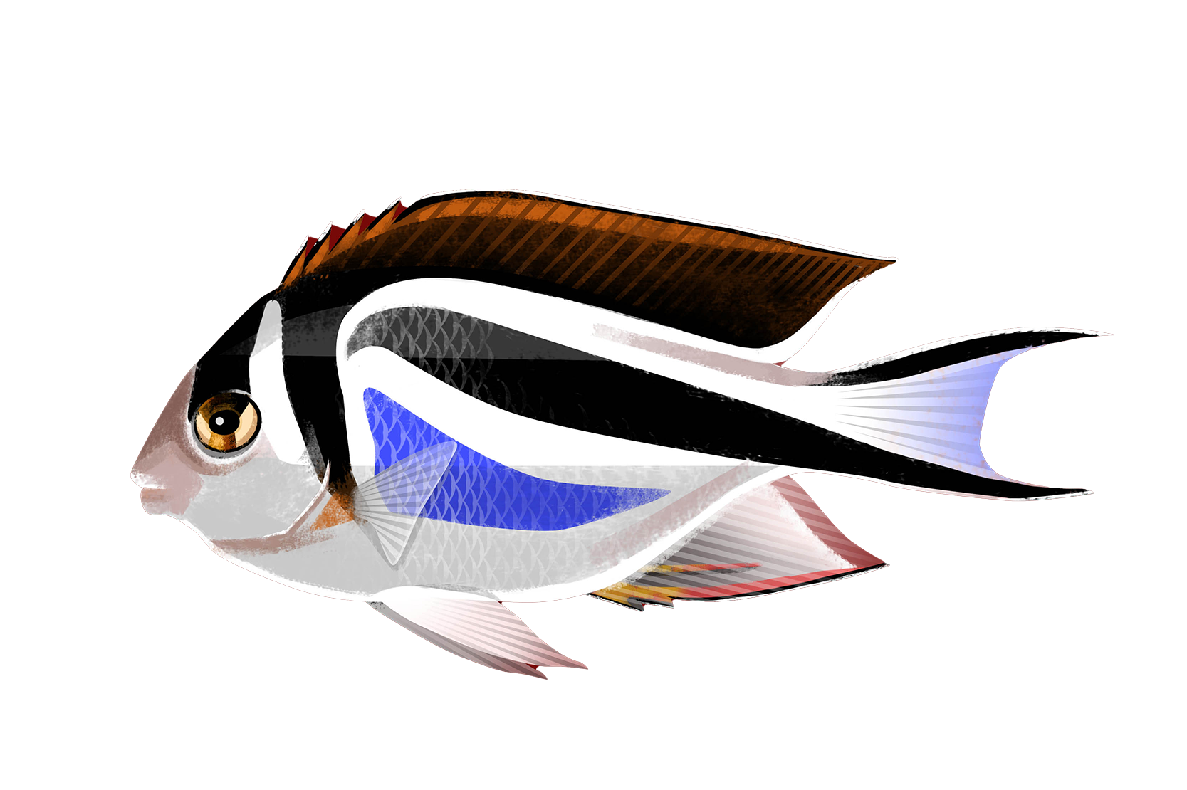 Génicanthe élégant