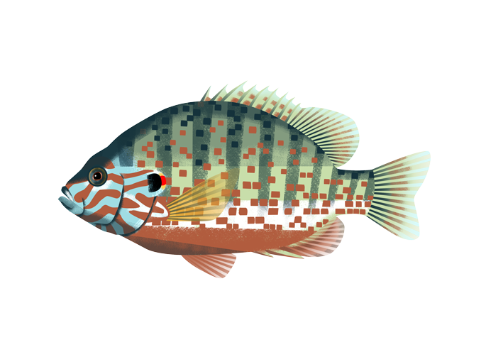 Attrape-soleil de poissons tropicaux