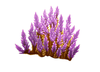 Acropora