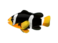 Poisson clown de Clark