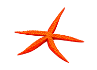 Étoile de mer rouge