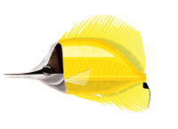 Poisson-papillon à long nez