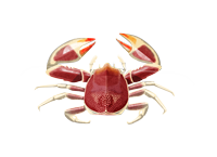 Crabe-porcelaine
